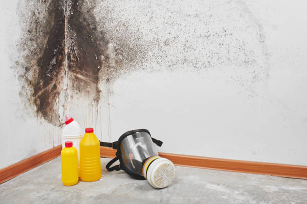 Best Bathroom Mold Remediation in Ripley, WV