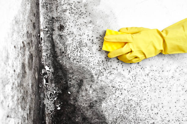 Best Mold Testing and Inspection Services in Ripley, WV