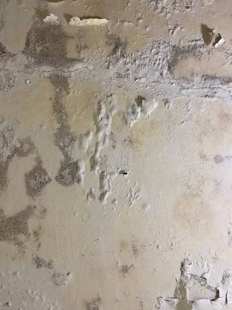 Best Black Mold Remediation in Ripley, WV