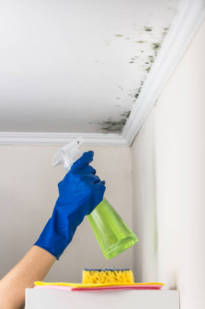 Best White Mold Remediation in Ripley, WV