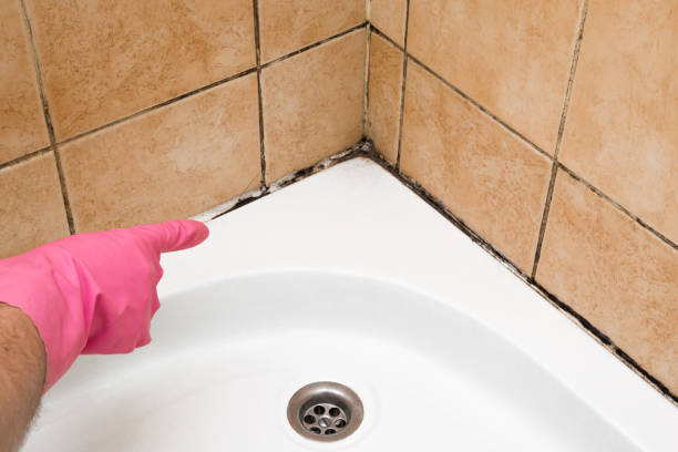 Best Mold Remediation for Schools in Ripley, WV
