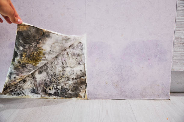 Best Basement Mold Remediation in Ripley, WV